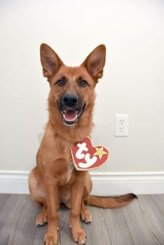 a brown dog sitting on top of a hard wood floor next to a white wall