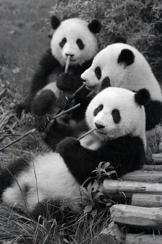 black and white photo of three panda bears eating bamboo