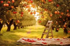 an apple orchard with apples on the ground and a ladder to pick them up from the trees