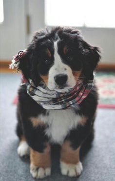 a dog sitting on the floor wearing a scarf