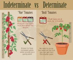 a poster showing the stages of growing tomatoes and cutting them into small pots with scissors