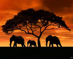 three elephants standing under a tree at sunset