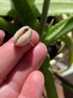 Cowrie shell statement ring set in sterling silver. This one of kind ring brings the magic of the cowrie myth to you.  These shells are said to represent fertility, wealth, and bring luck to the wearer.  Entirely hand made, this ring has a fine silver scalloped bezel and a twisted sterling silver band.  Size 5.  Cowrie shell measures just under 2 mm long x 1 mm wide Handmade White Shell Rings, Ocean-inspired Shell-shaped Rings As Gift, Silver Shell Rings For Beach, Silver Shell-shaped Rings For Beach, Unique Silver Shell Rings, Handmade Silver Rings With Ocean-inspired Style, Silver Shell Rings For Gift, Adjustable Sterling Silver Shell-shaped Jewelry, Adjustable Shell-shaped Sterling Silver Jewelry