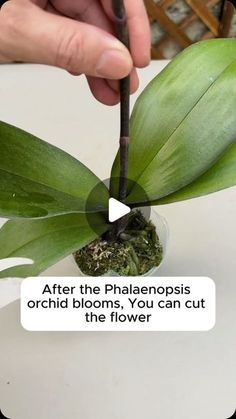 a person holding a plant with the words after the phalenopis orchid blooms, you can cut the flower