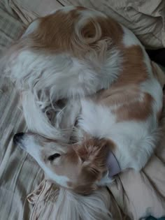 a dog curled up sleeping on top of a bed next to another dog laying down