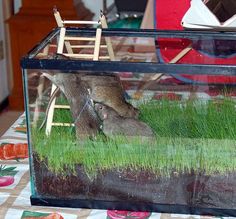 an animal that is laying down in the grass under a glass box with its head inside