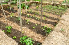 several rows of small plants growing in the ground next to straw bales and hay