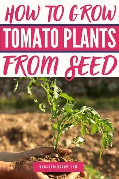 someone holding a plant in their hands with the words how to grow tomato plants from seed