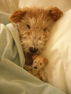 a brown dog laying on top of a bed next to a teddy bear under a blanket