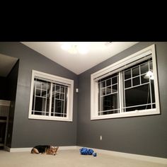 a dog laying on the floor in front of two windows