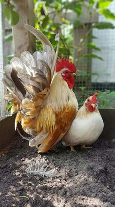 two chickens standing next to each other on top of dirt covered ground in front of trees