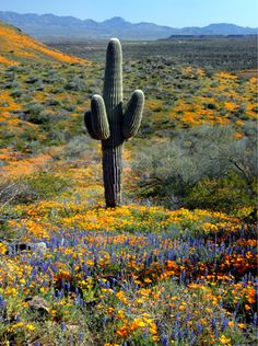 a large cactus in the middle of a field with wildflowers and mountains in the background