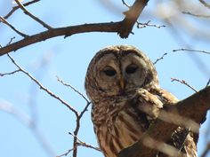 an owl is perched on the branch of a tree