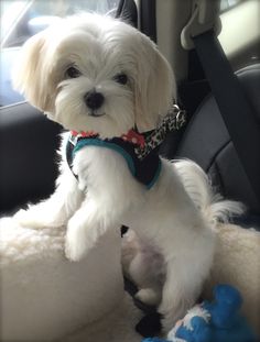 a small white dog sitting in the back seat of a car wearing a red and blue harness