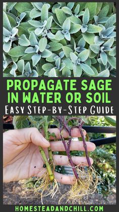 someone holding up some plants with the words propagate sage in water or soil easy step - by - step guide