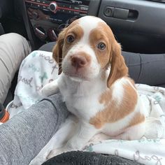 a puppy sitting in the driver's seat of a car looking at the camera