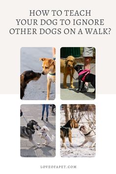 how to teach your dog to ignore other dog on a walk Simple Graphic Design, Stop Dog Barking, Reactive Dog, Dog Presents, Puppy Training Tips, Train Your Dog, Dog Info, Service Dog, Wild Dogs