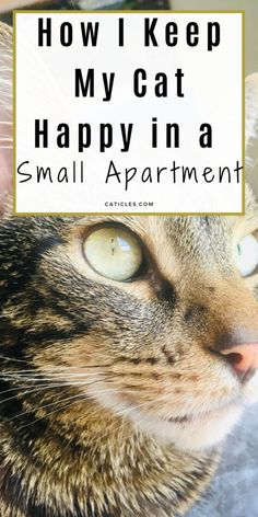 a cat with the caption how i keep my cat happy in a small apartment