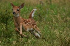 a young deer running through the grass