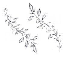 two branches with leaves on them are shown in black and white, one is drawn by hand