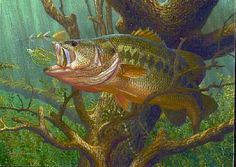 a painting of a large mouth bass on a tree branch in the water with another fish nearby