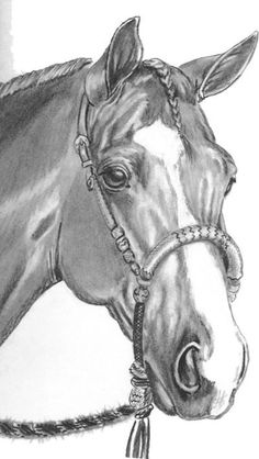 a pencil drawing of a horse with a bridle on it's head