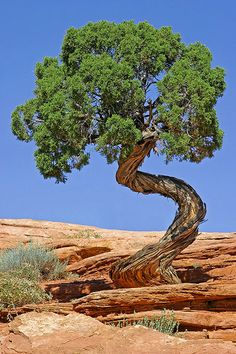 a tree that is growing out of the side of a rock formation in the desert