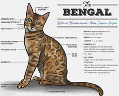 the anatomy of a cat's body, including its features and description in english