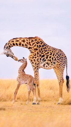 an adult giraffe and baby giraffe standing in the grass