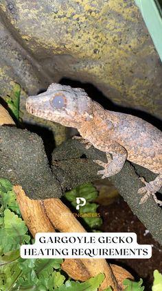 a gecko sitting on top of a tree branch next to green plants and rocks