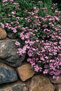 some pink flowers are growing out of the rocks