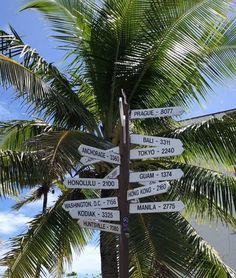 a palm tree with several street signs on it