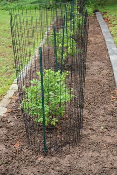 the garden is ready to be planted and put in an iron wire container with plants growing inside