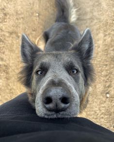 a close up of a dog's face and nose