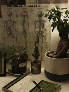 there is a potted plant on the table next to some books and other items