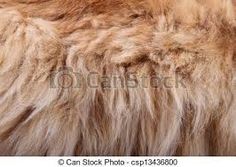 closeup of the fur of a furry animal