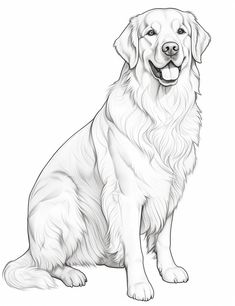 a black and white drawing of a golden retriever dog sitting in front of a white background