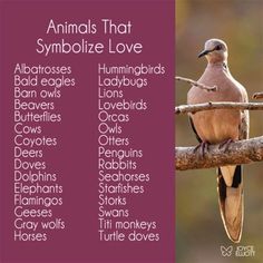 a bird sitting on top of a tree branch with the words animals that symbolize love