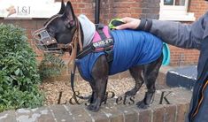 a small dog wearing a blue jacket standing on top of a brick wall next to a person