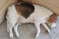 a brown and white dog laying on top of a carpet