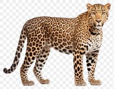 a large leopard standing in front of a white background, with its head turned to the side