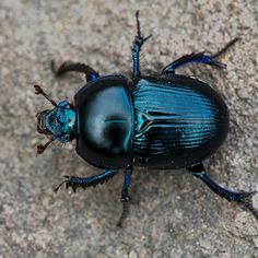 a black and blue beetle with the word ringo on it's back side