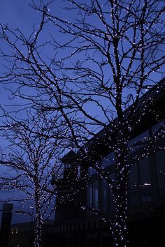 lighted trees in front of a building at night with blue sky and clouds behind them