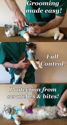 a man in green shirt playing with two cats on carpeted floor next to wall