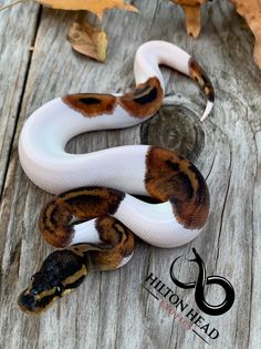 a white and brown snake laying on top of a wooden table