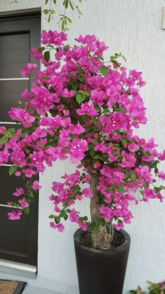 a potted plant with pink flowers in front of a white wall and black door