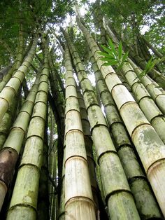 tall bamboo trees in the forest with lots of green leaves