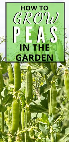 peas growing in the garden with text overlay how to grow peas in the garden