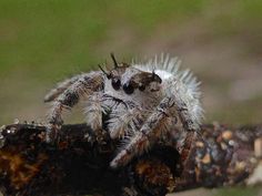 a close up of a spider on a branch