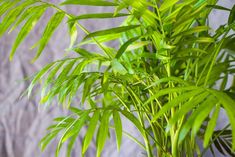 a green plant with lots of leaves on it's stems in front of a gray wall